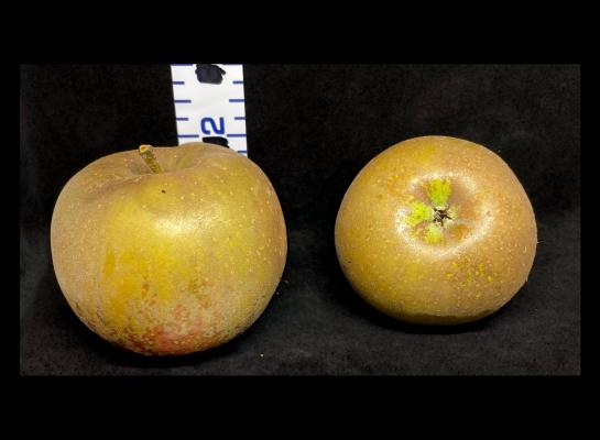 Apple Index - 